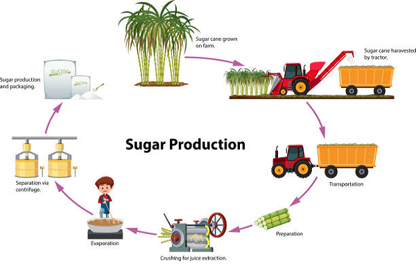 Sugar Processing Business